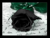 Black rose