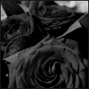 Black roses by jpfagerhe