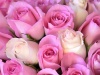 PinkRosesWallpaper-3