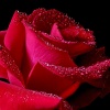 Red-Rose-Pictures 1