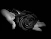 Black-rose-elegant-flowers-9