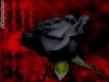 Black-roses1