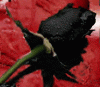 Black rose-2057