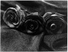 Black roses