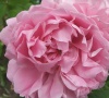 Fluffy-rose-pink