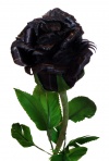 Picture-of-black-rose