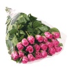 Pink-rose-4