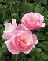 Pink-roses-1-amy-fose