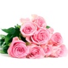 Pink-roses