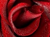 Red-rose-wallpaper