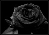 The-black-rose-3